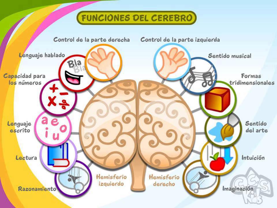 funciones-del-cerebro